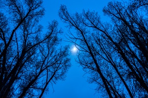 Moon and Trees